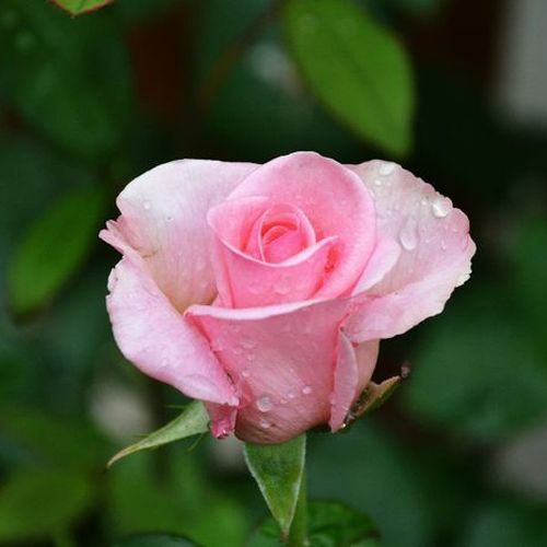 Rosa Pariser Charme - roz - Trandafir copac cu trunchi înalt - cu flori teahibrid - coroană dreaptă